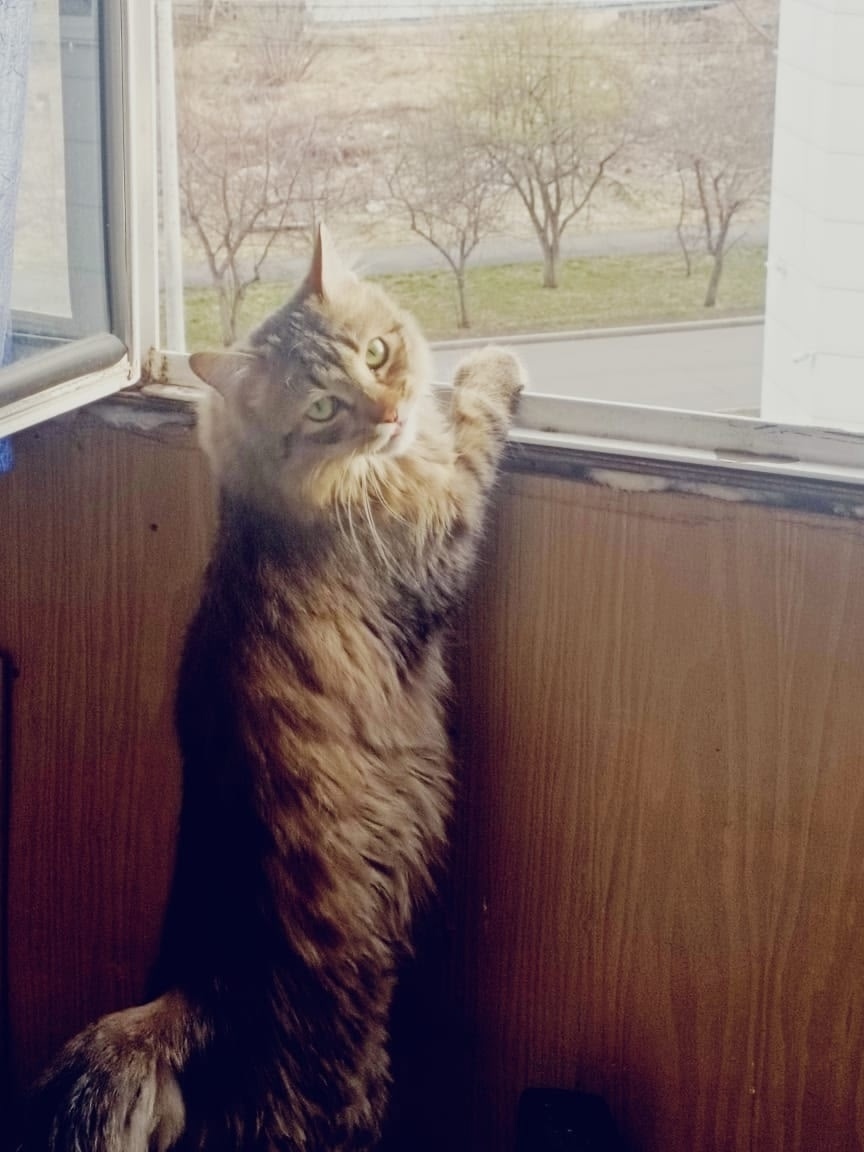 Найдена собака в Красноярске — фото объявления