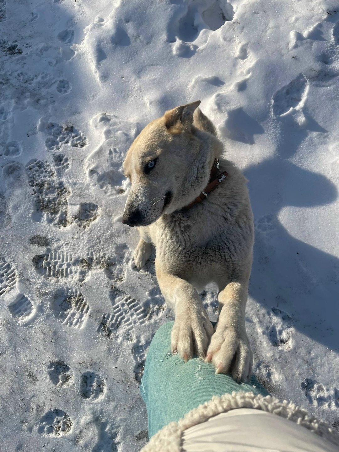 Пропала собака в Красноярске — фото объявления