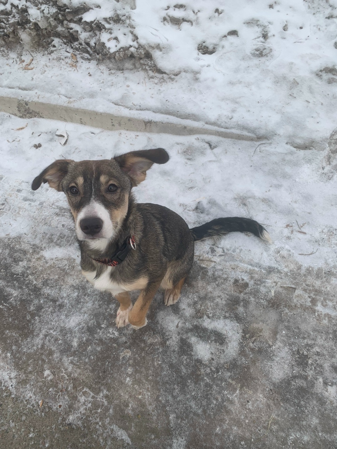 Найдена собака в Красноярске — фото объявления