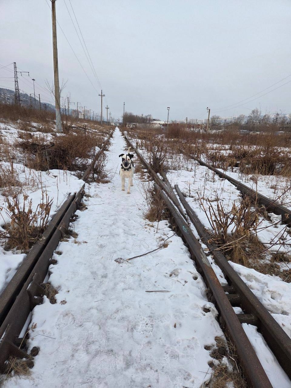 Пропала собака в Красноярске — фото объявления