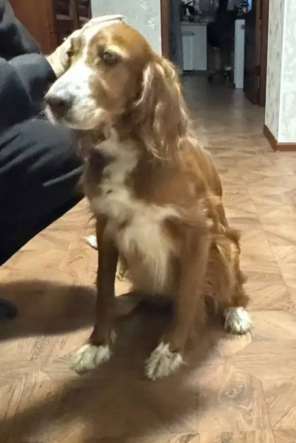 Найдена собака в Красноярске — фото объявления