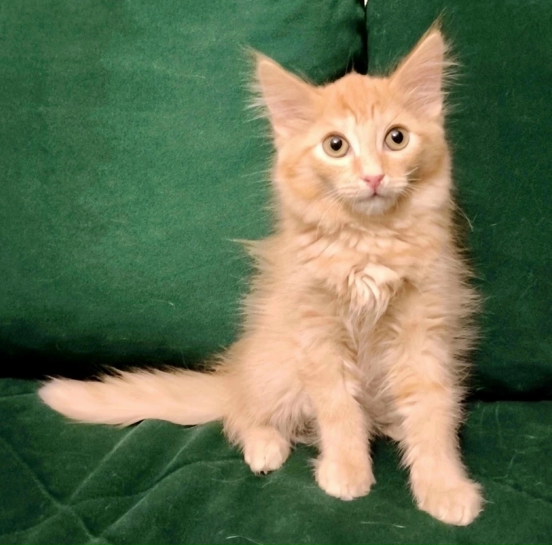 Найдена собака в Красноярске — фото объявления