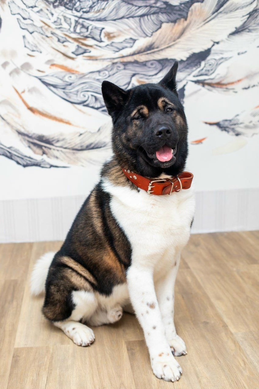 Пропала собака в Красноярске — фото объявления