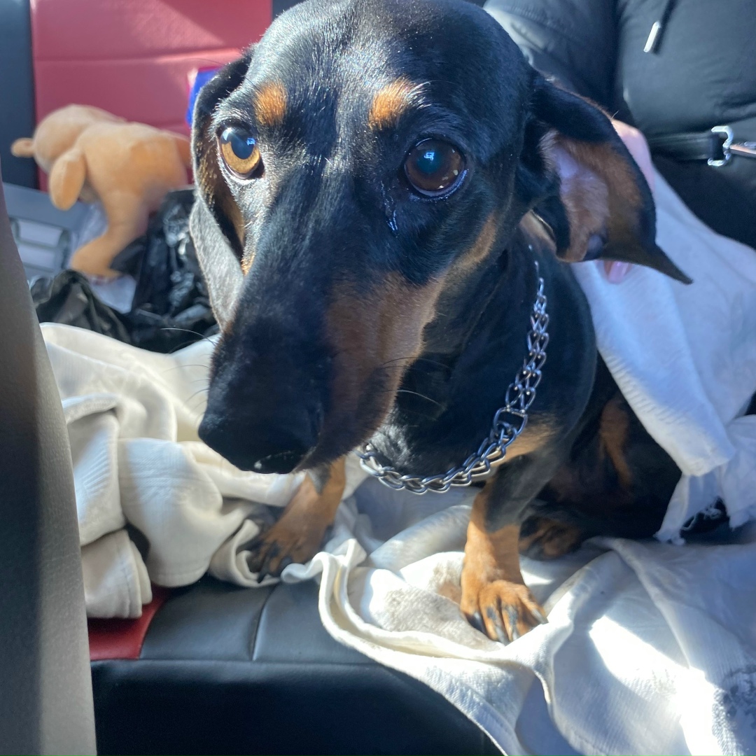 Найдена собака в Красноярске — фото объявления