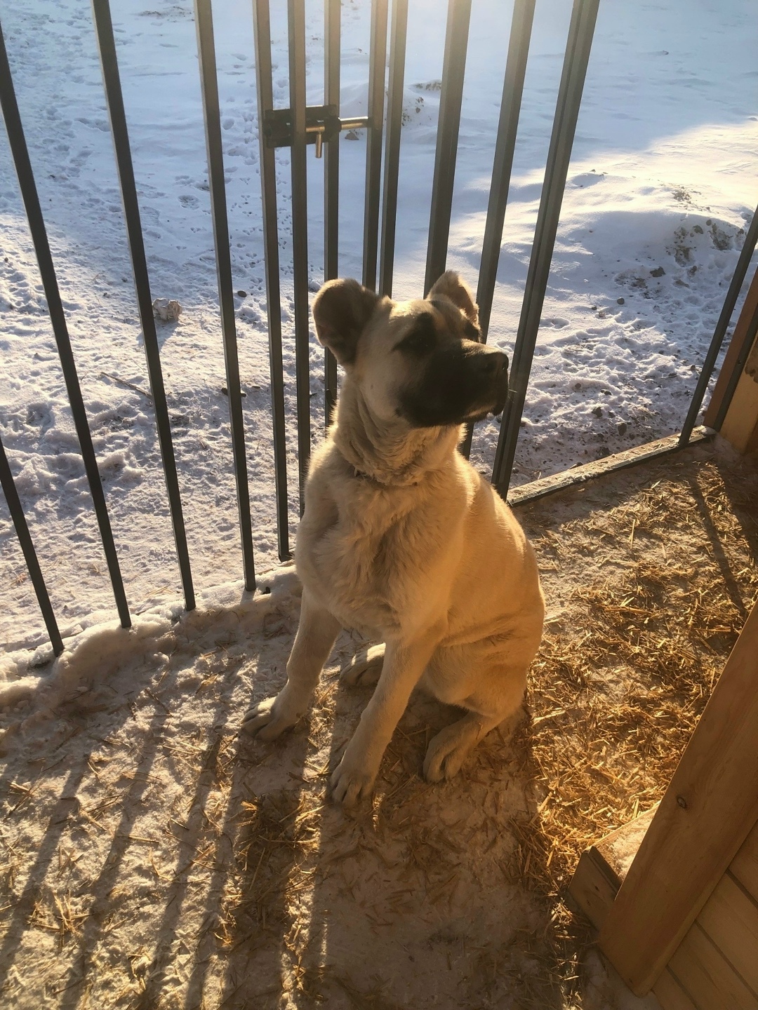 Пропала собака в Красноярске — фото объявления