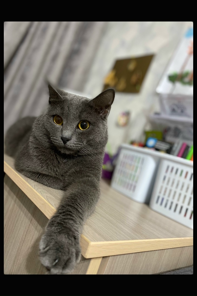 Пропала кошка в Красноярске — фото объявления