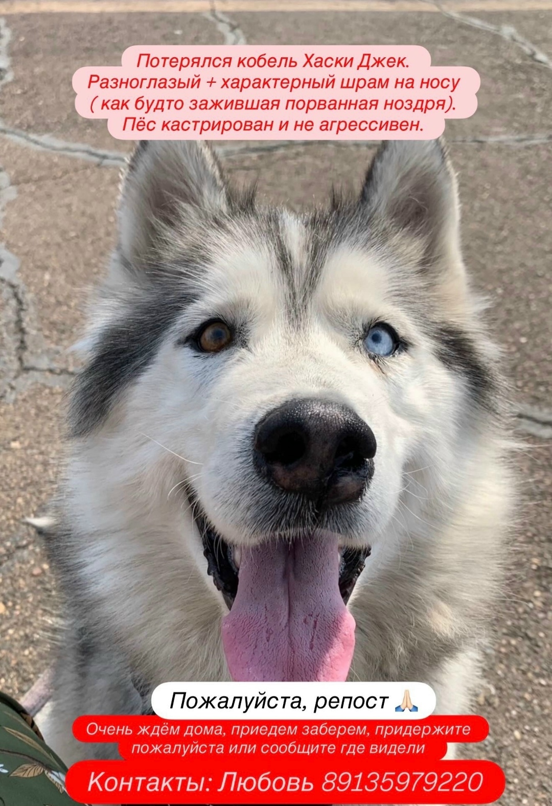 Пропала собака в Красноярске — фото объявления