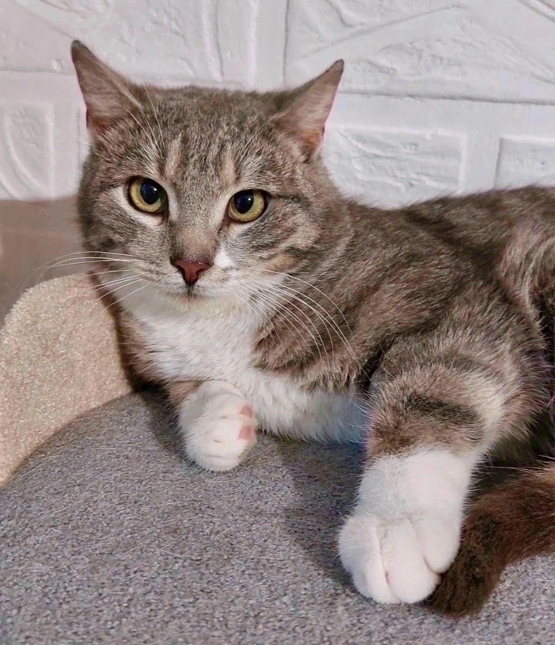 Найдена собака в Красноярске — фото объявления