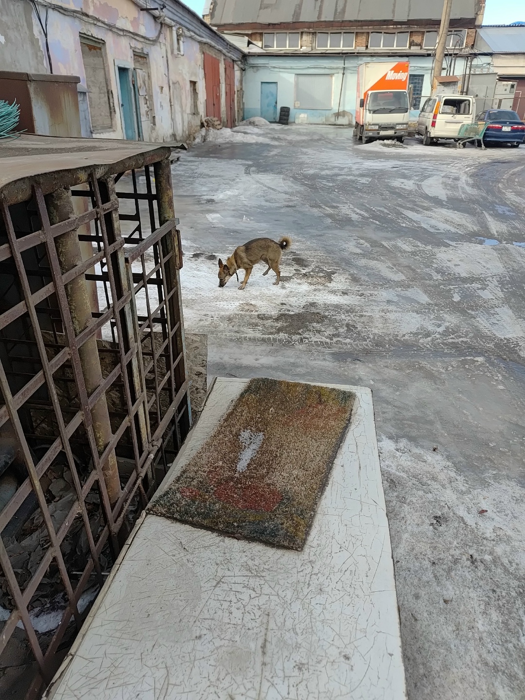 Найдена собака в Красноярске — фото объявления