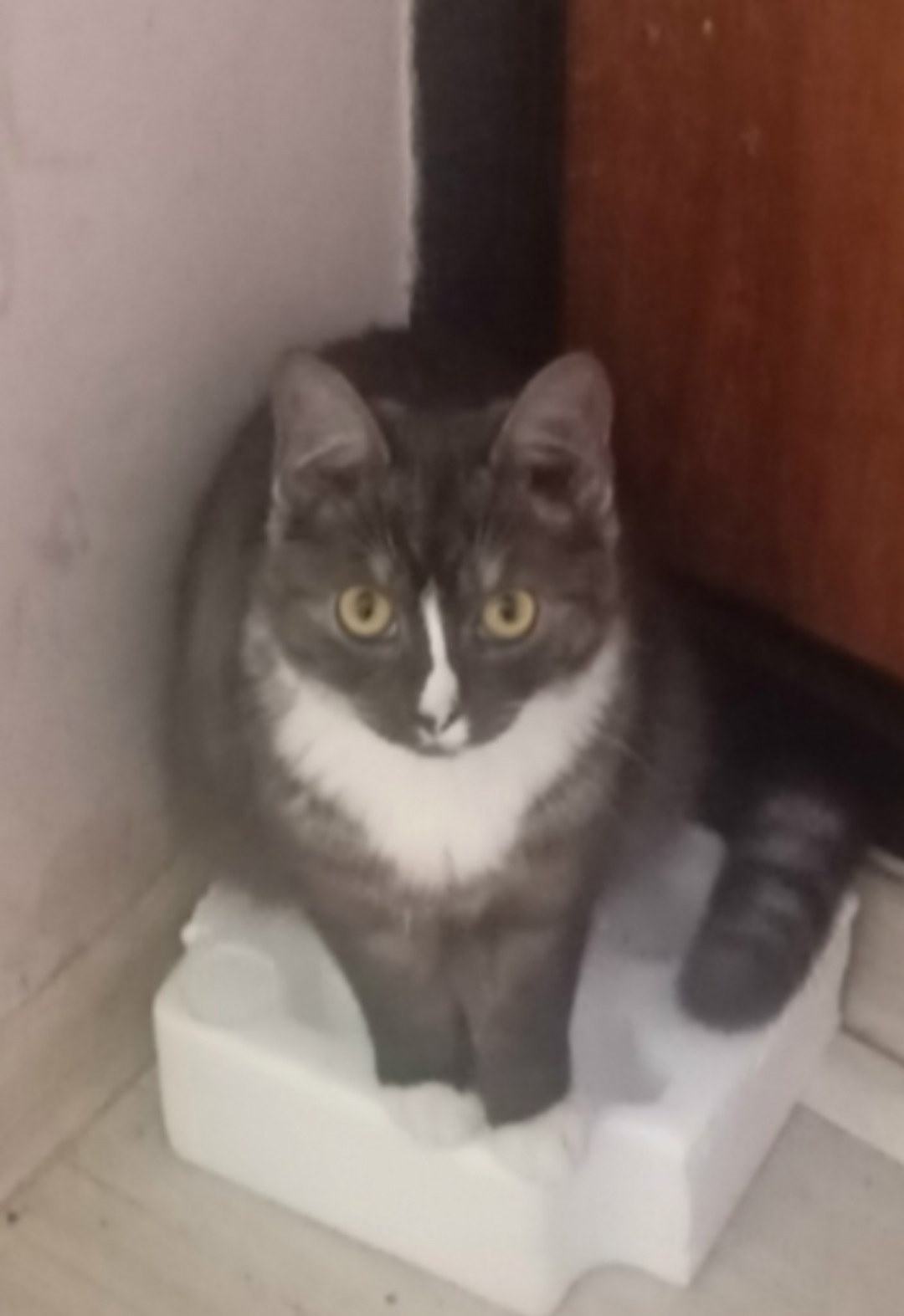 Пропала кошка в Красноярске — фото объявления