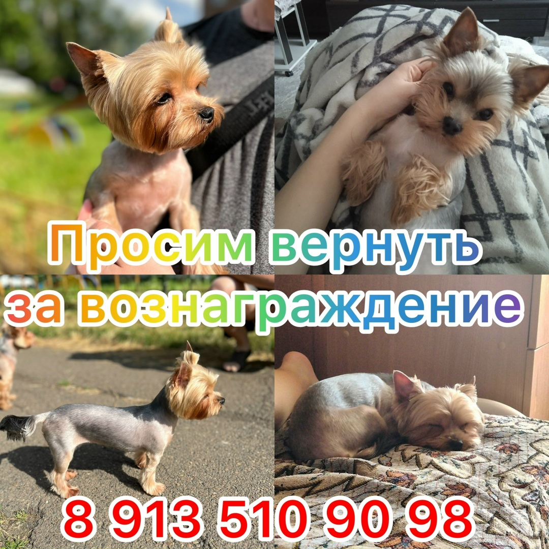 Найдена собака в Красноярске — фото объявления