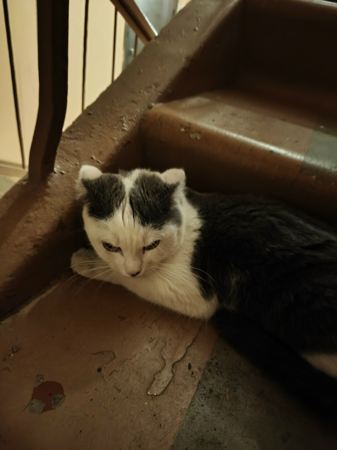 Найдена кошка в Красноярске — фото объявления