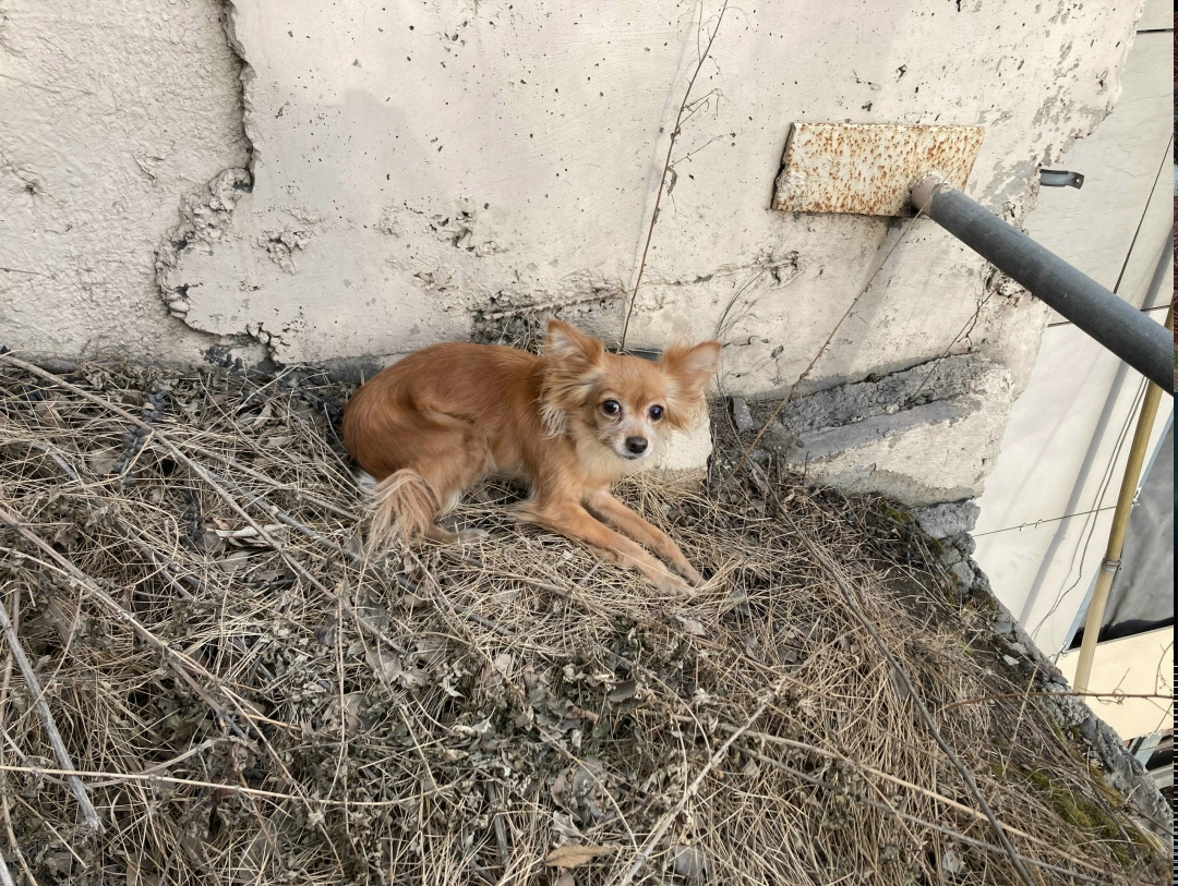 Найдена собака в Красноярске — фото объявления