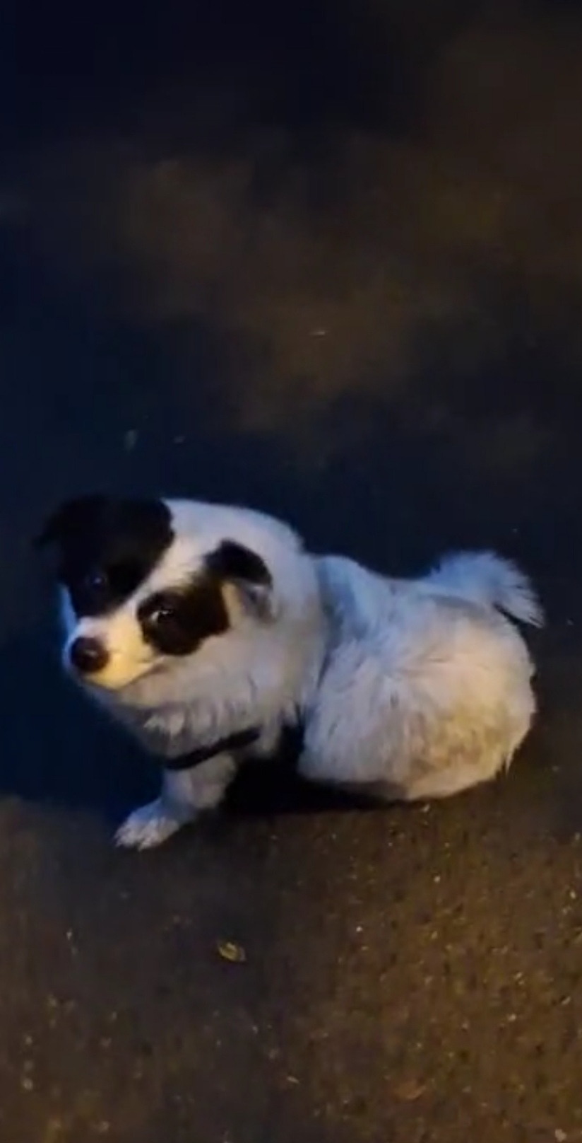 Найдена собака в Красноярске — фото объявления