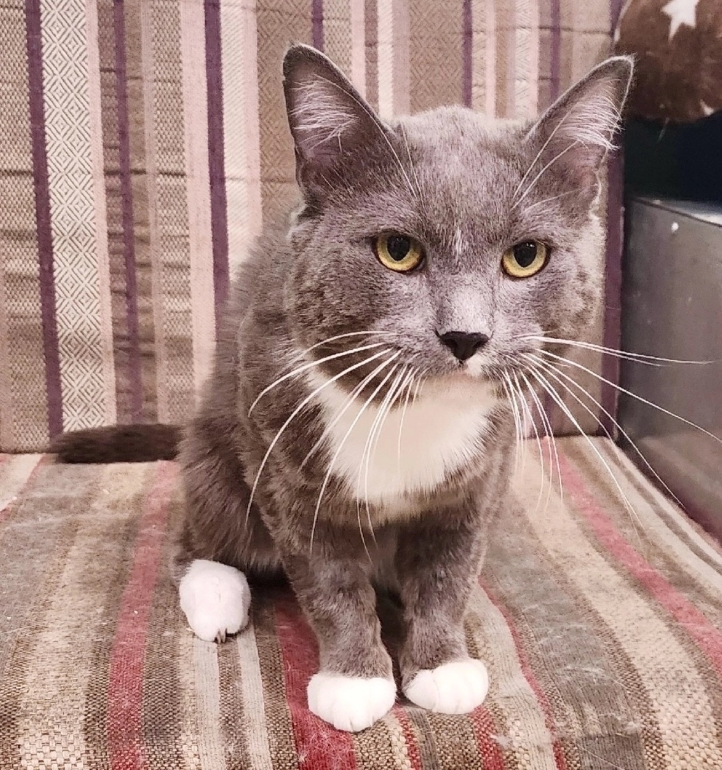 Найдена собака в Красноярске — фото объявления