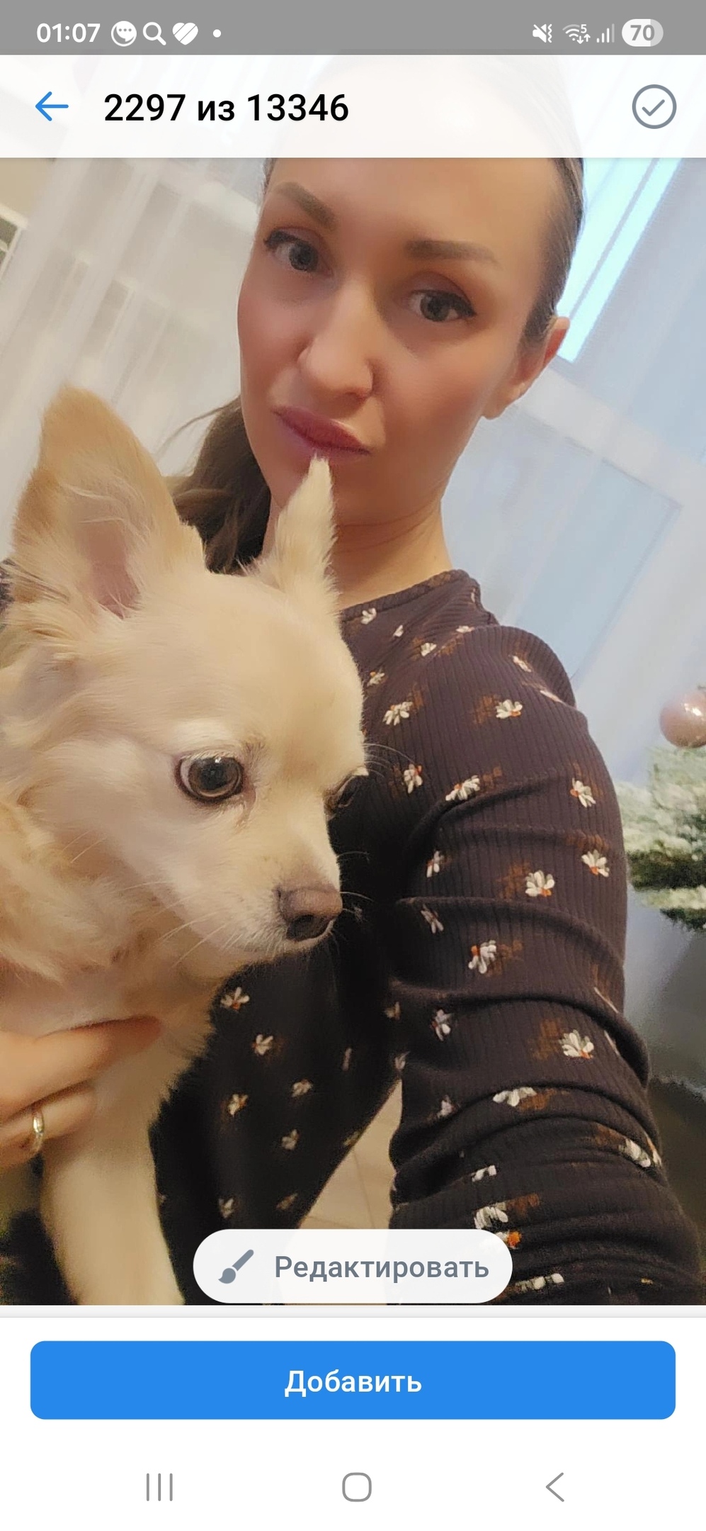 Пропала собака в Красноярске — фото объявления