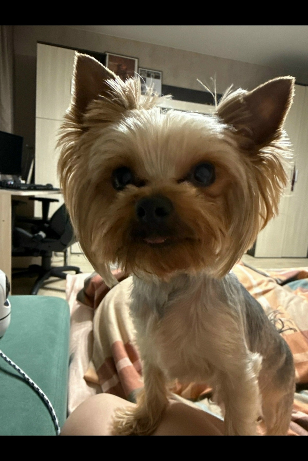 Пропала собака в Красноярске — фото объявления