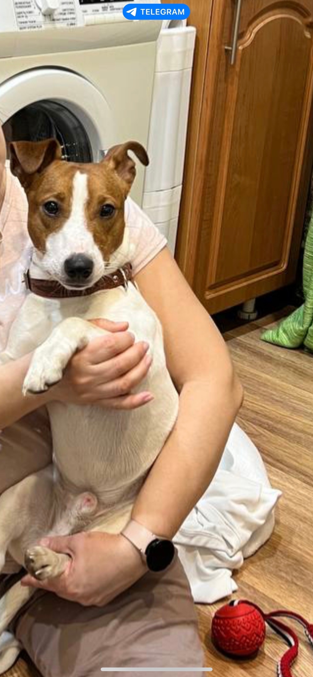 Найдена собака в Красноярске — фото объявления