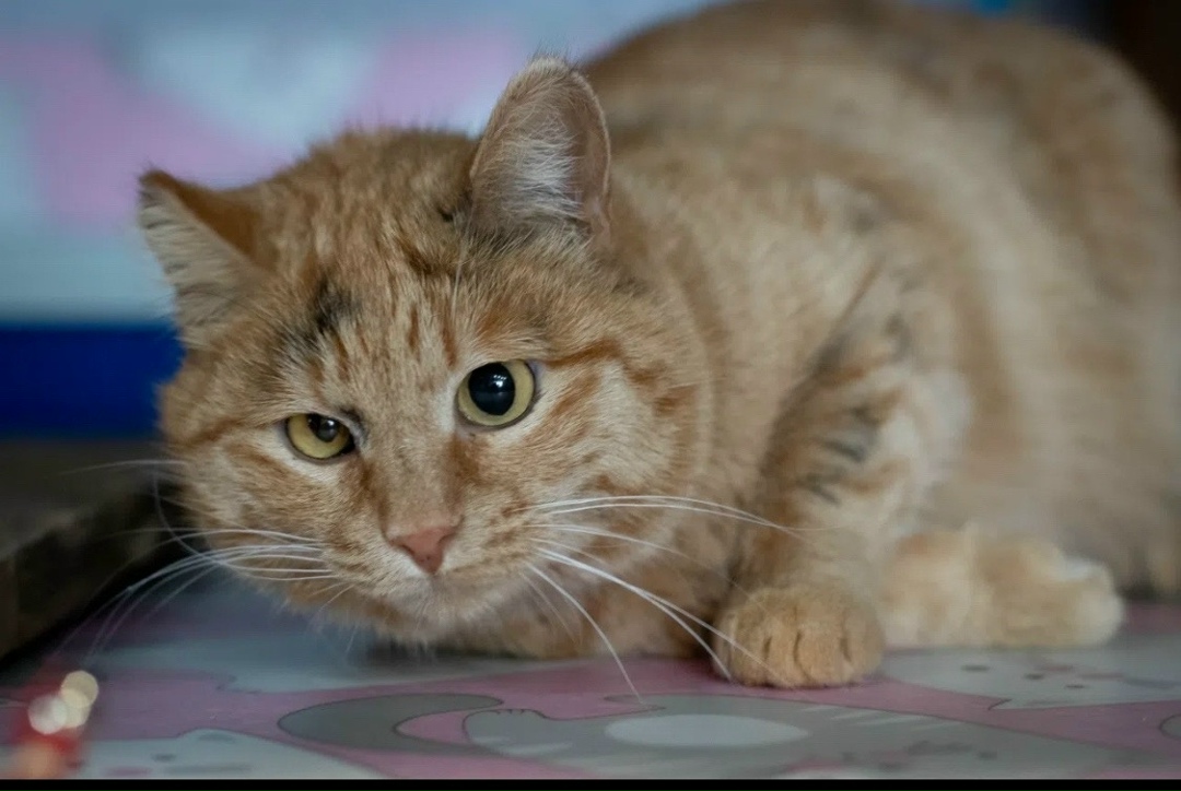 Найдена собака в Красноярске — фото объявления