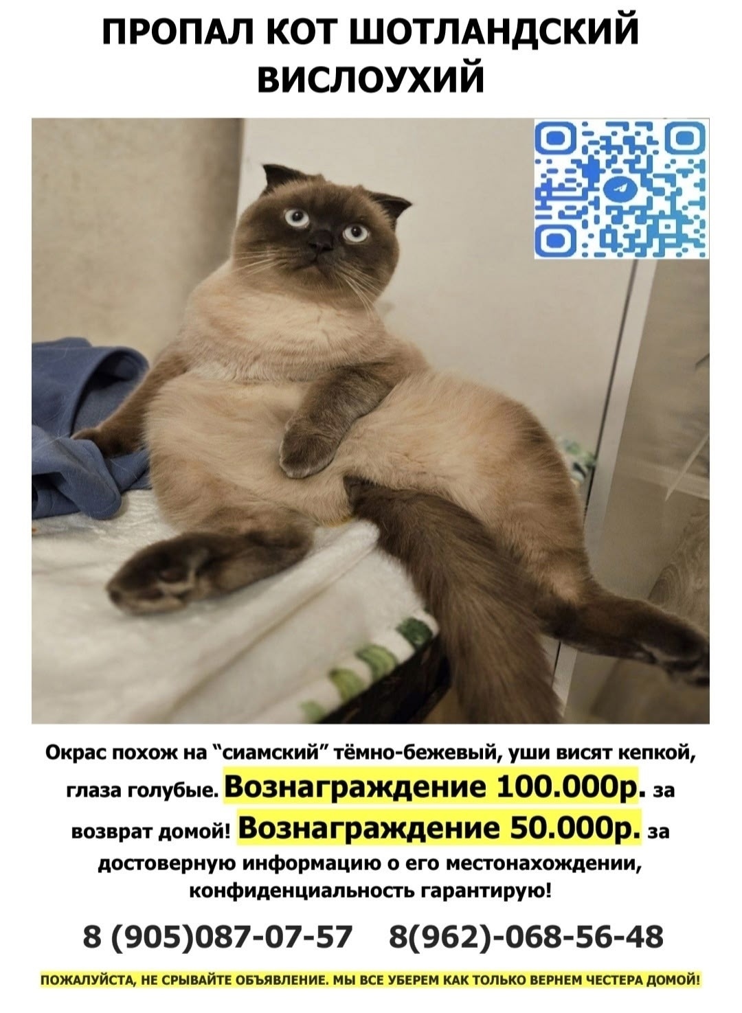 Пропала кошка в Красноярске — фото объявления