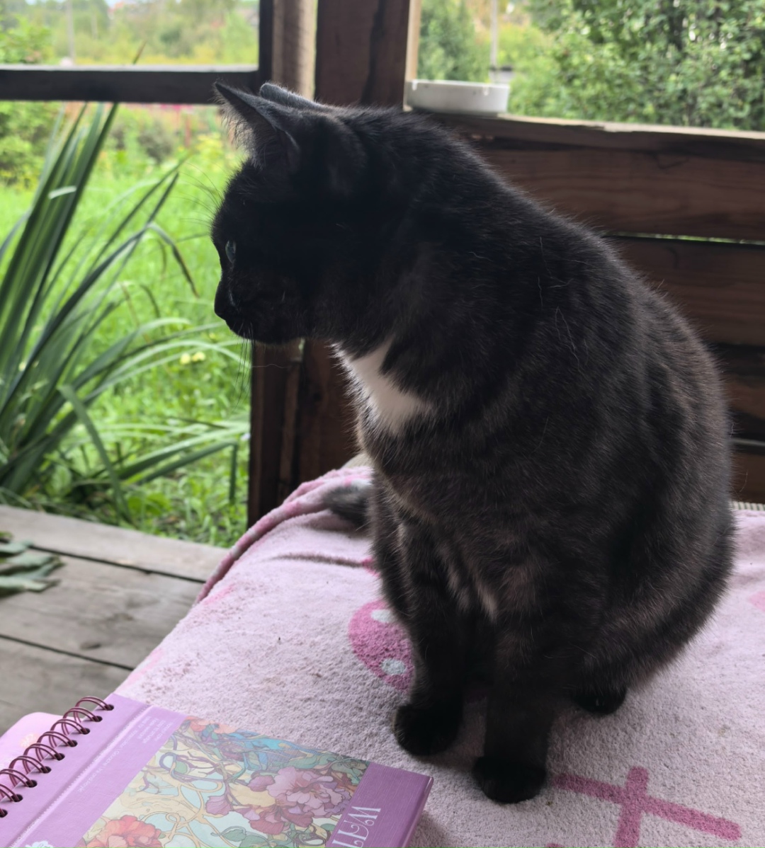 Пропала кошка в Красноярске — фото объявления