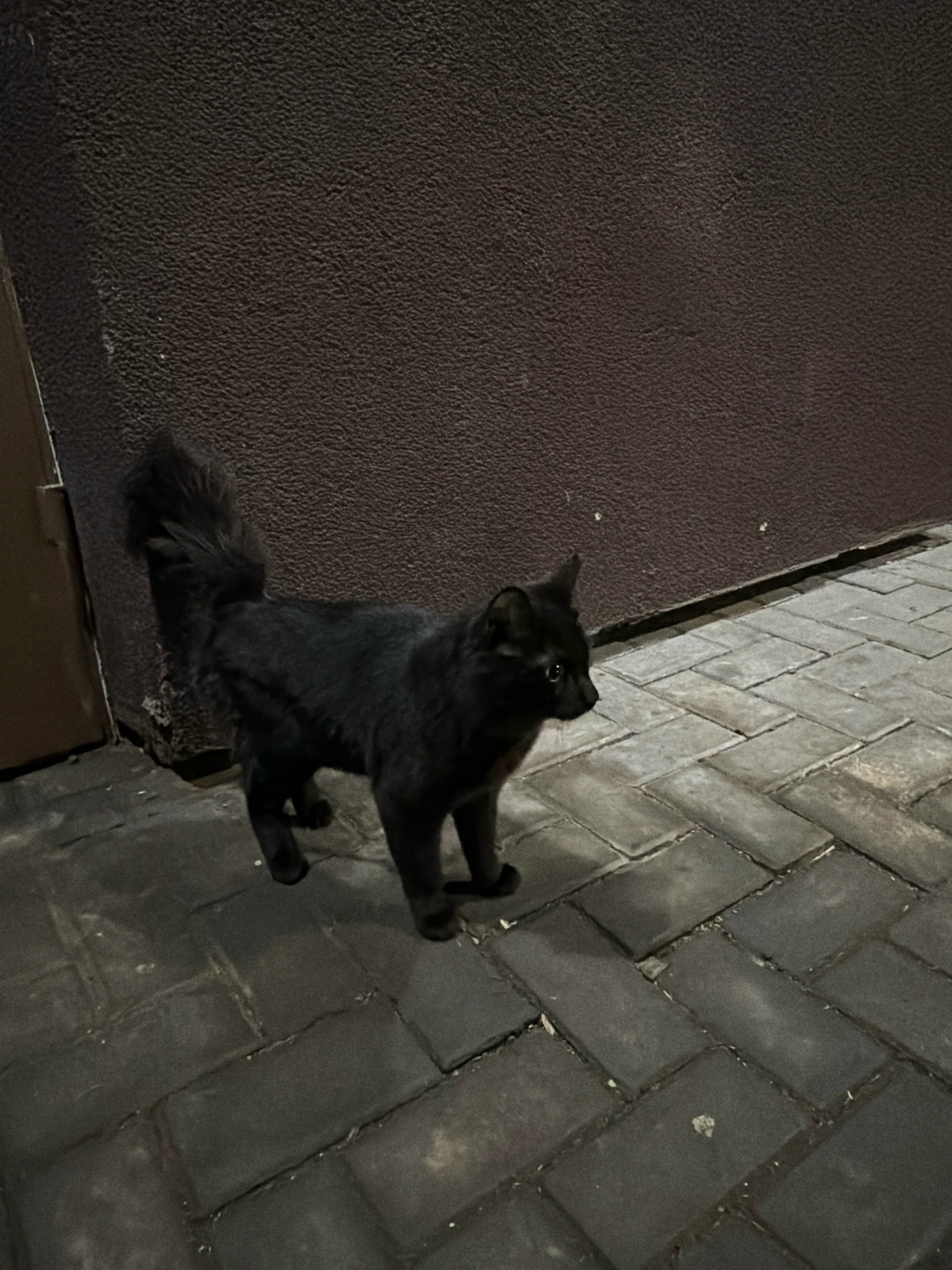 Найдена кошка в Красноярске — фото объявления