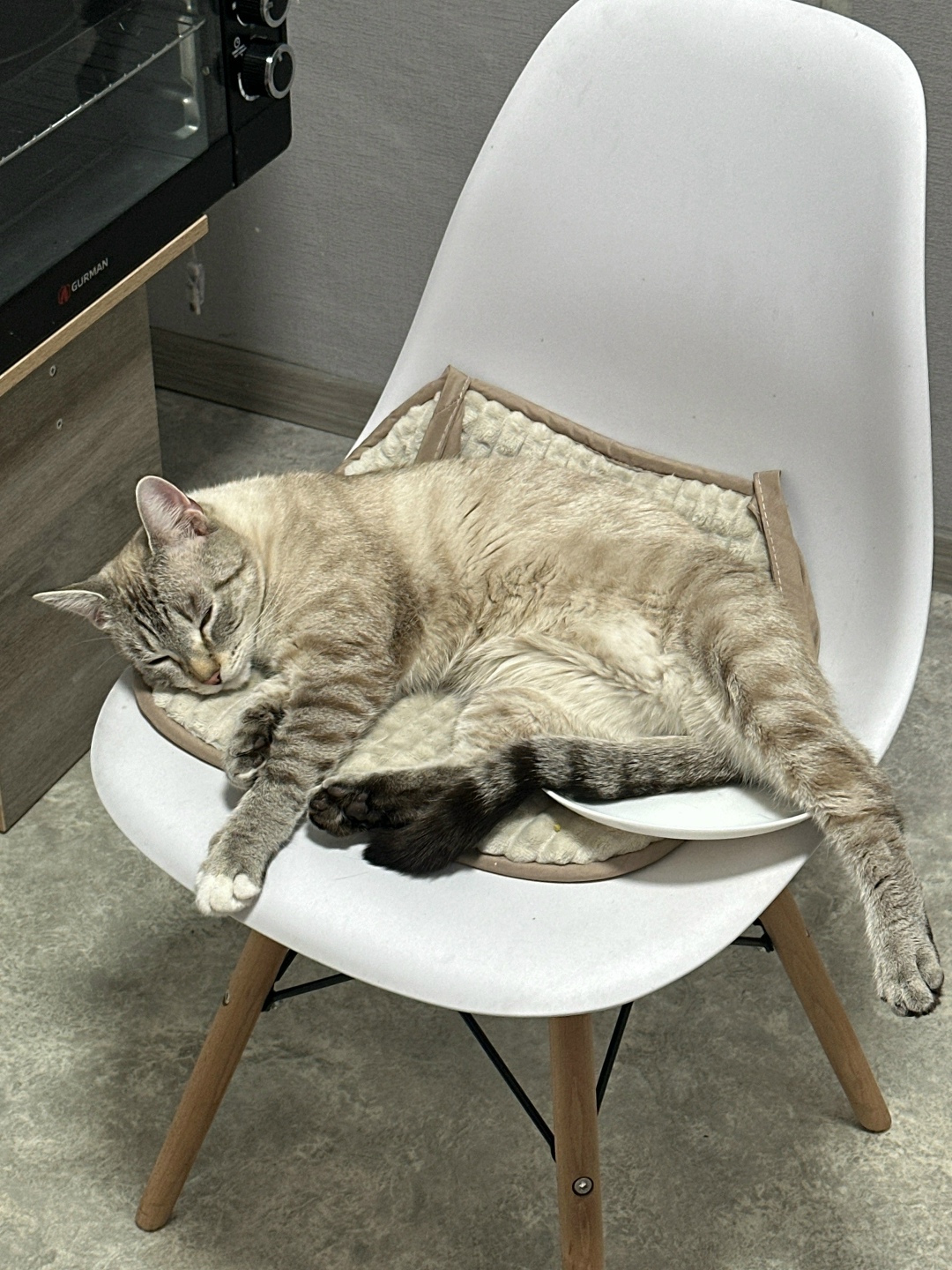 Найдена кошка в Красноярске — фото объявления