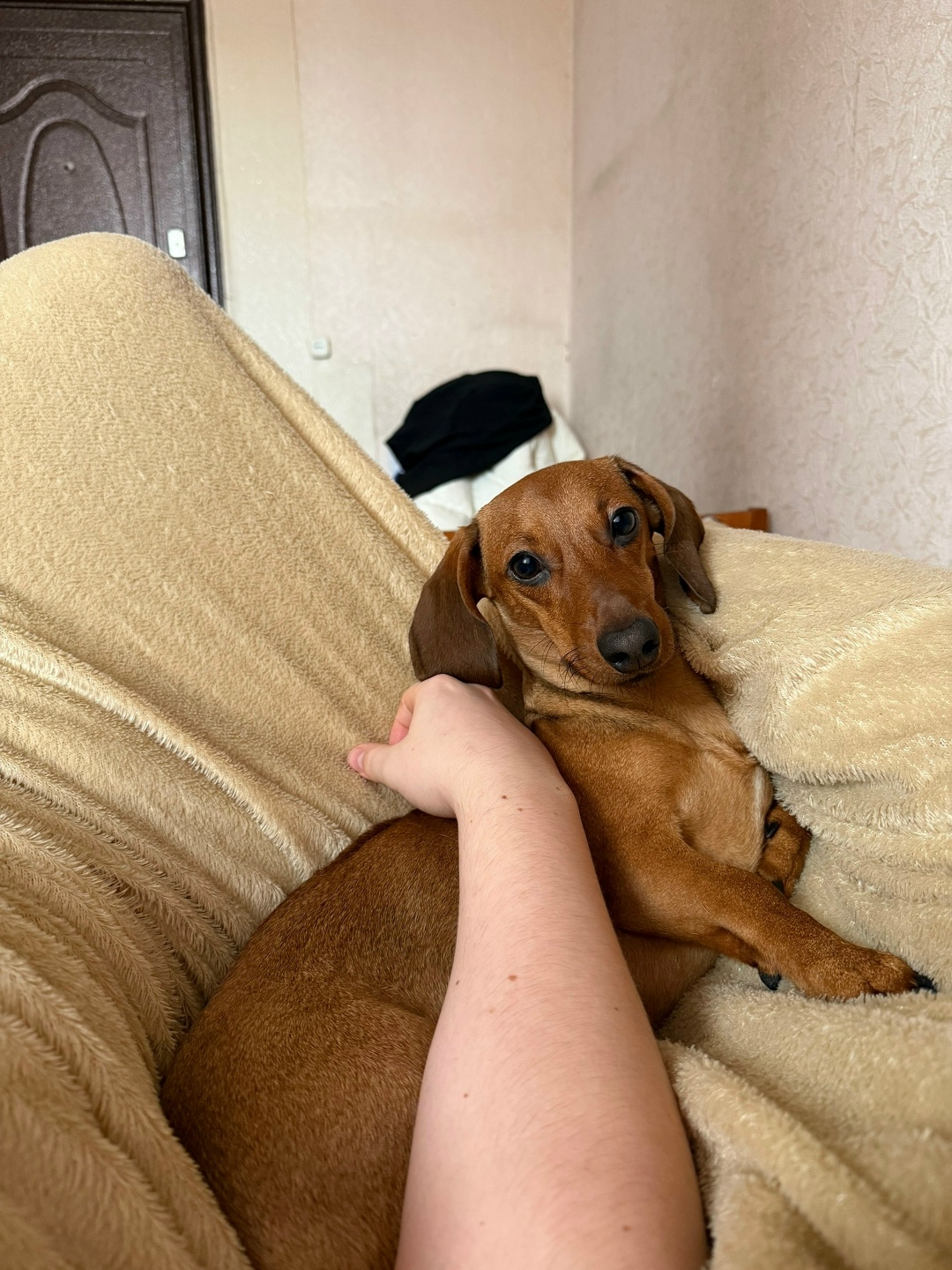 Пропала собака в Красноярске — фото объявления