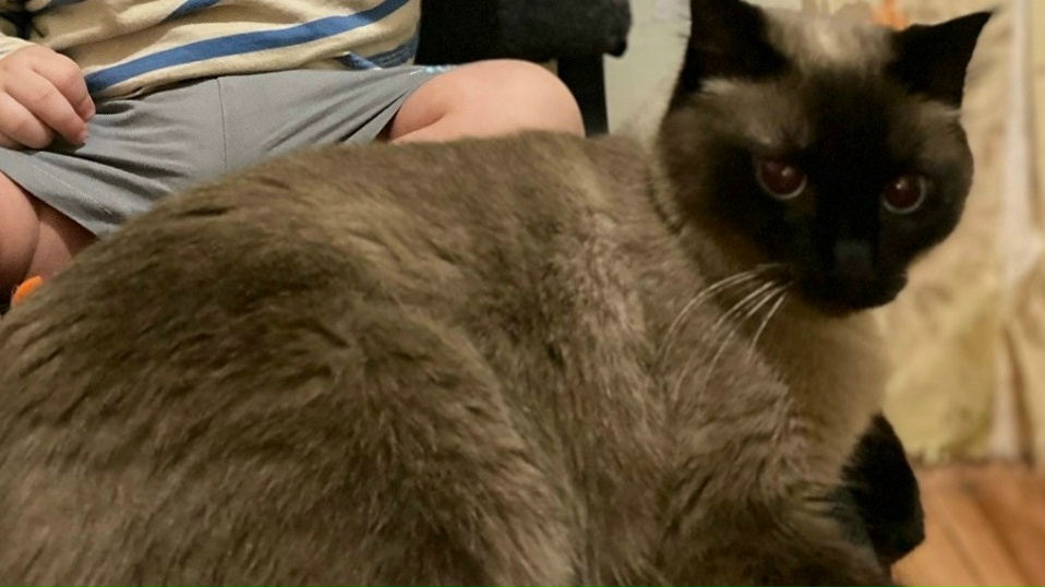 Пропала кошка в Красноярске — фото объявления