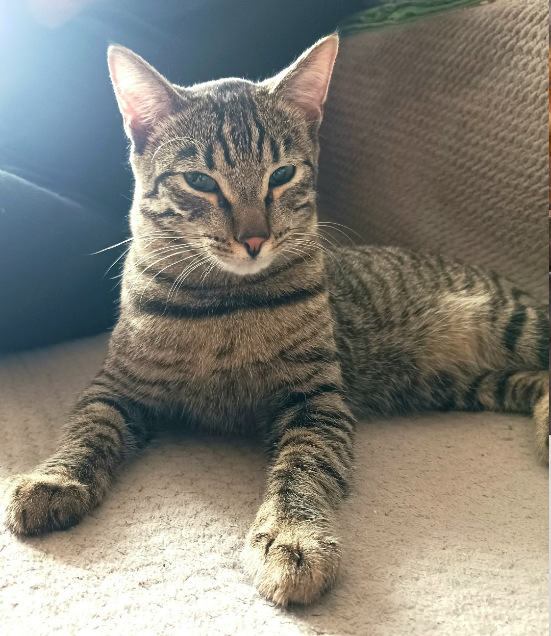 Найдена кошка в Красноярске — фото объявления