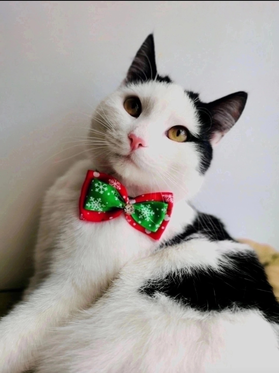 Найдена собака в Красноярске — фото объявления