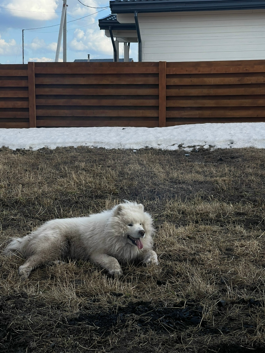 Пропала собака в Красноярске — фото объявления