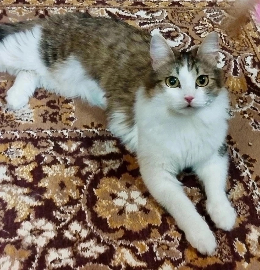 Найдена собака в Красноярске — фото объявления