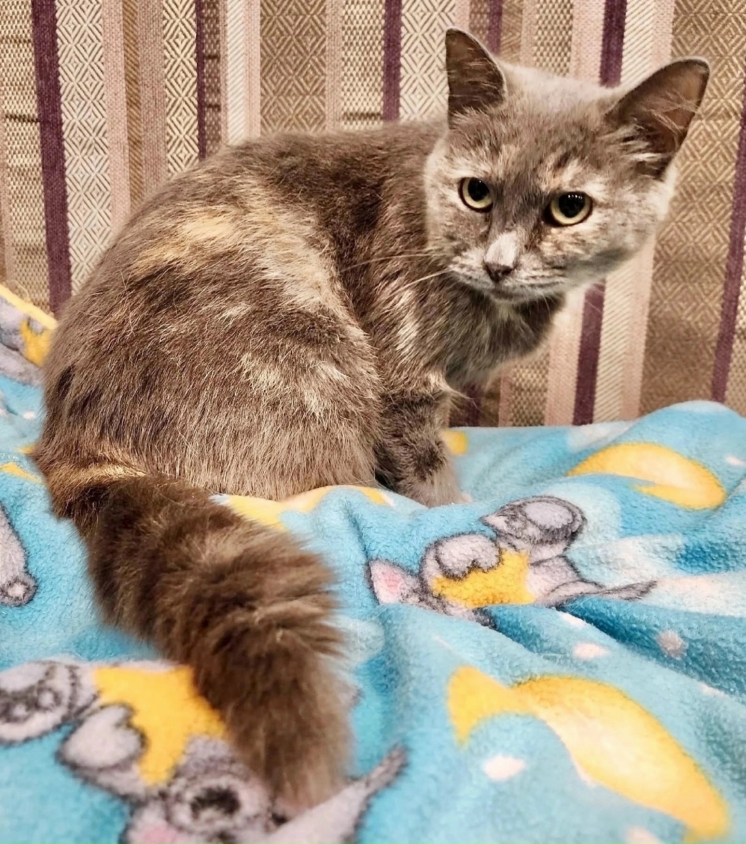 Найдена собака в Красноярске — фото объявления