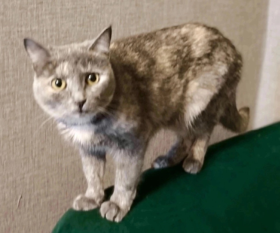 Найдена собака в Красноярске — фото объявления