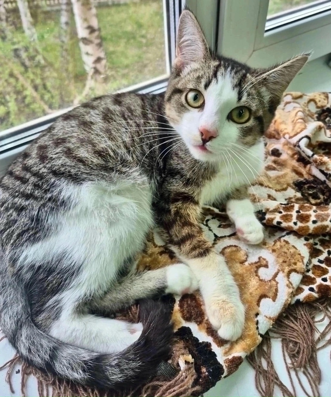 Найдена собака в Красноярске — фото объявления