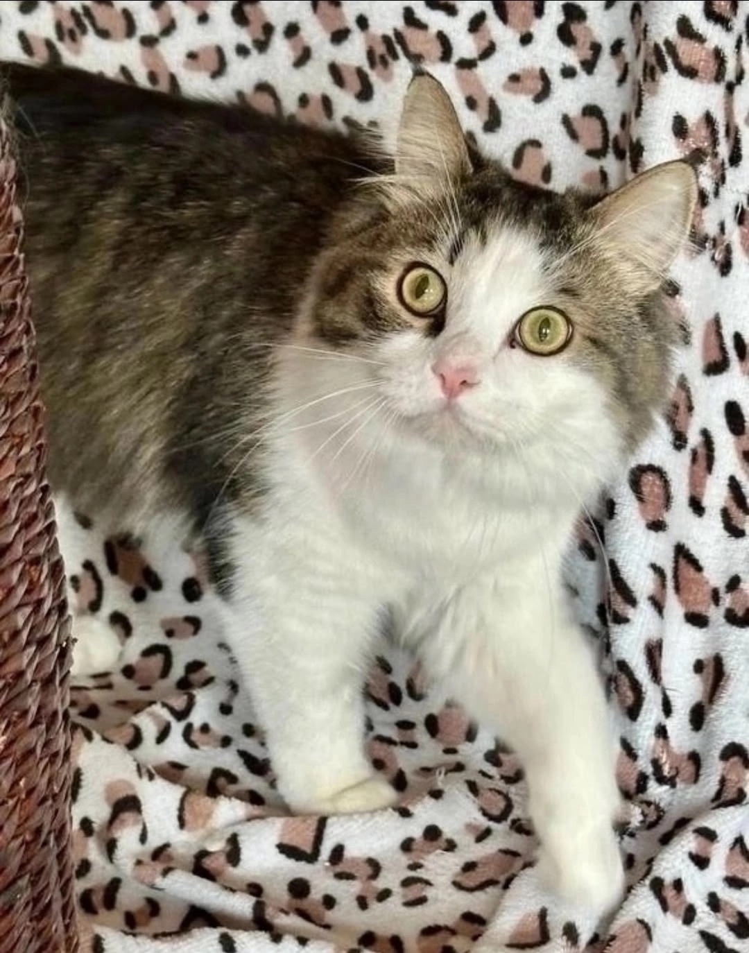 Найдена собака в Красноярске — фото объявления