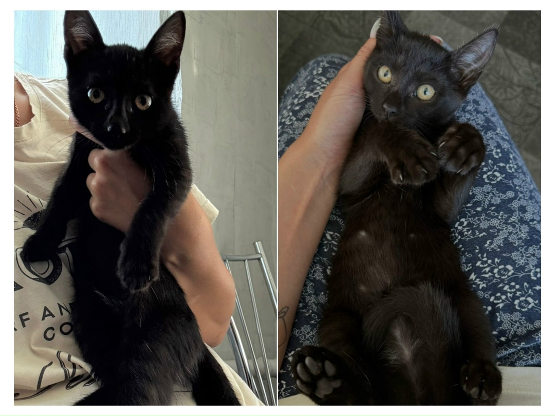 Найдена собака в Красноярске — фото объявления