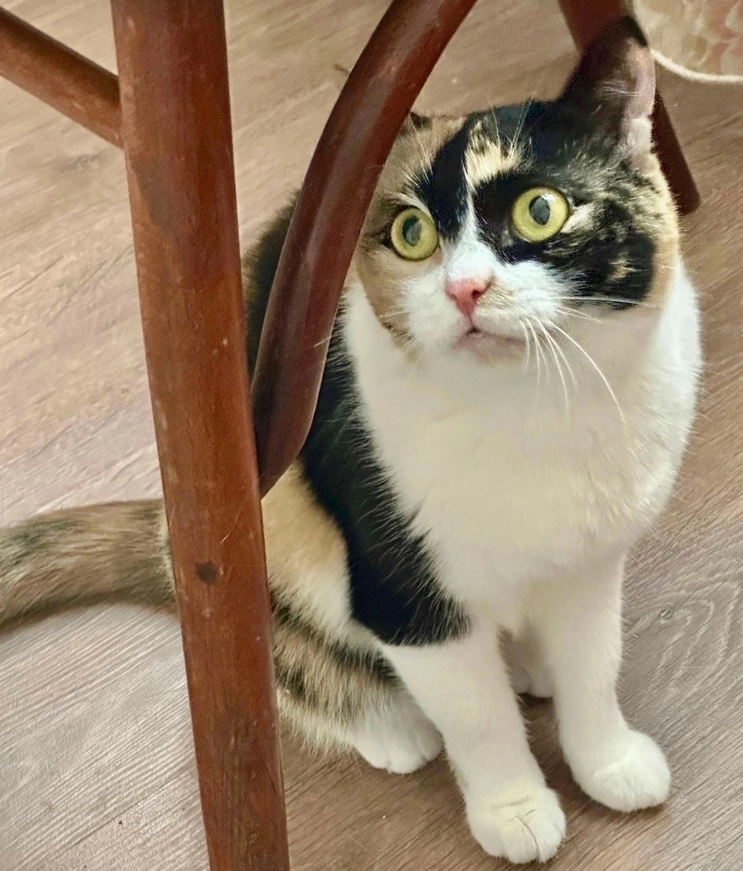 Найдена собака в Красноярске — фото объявления