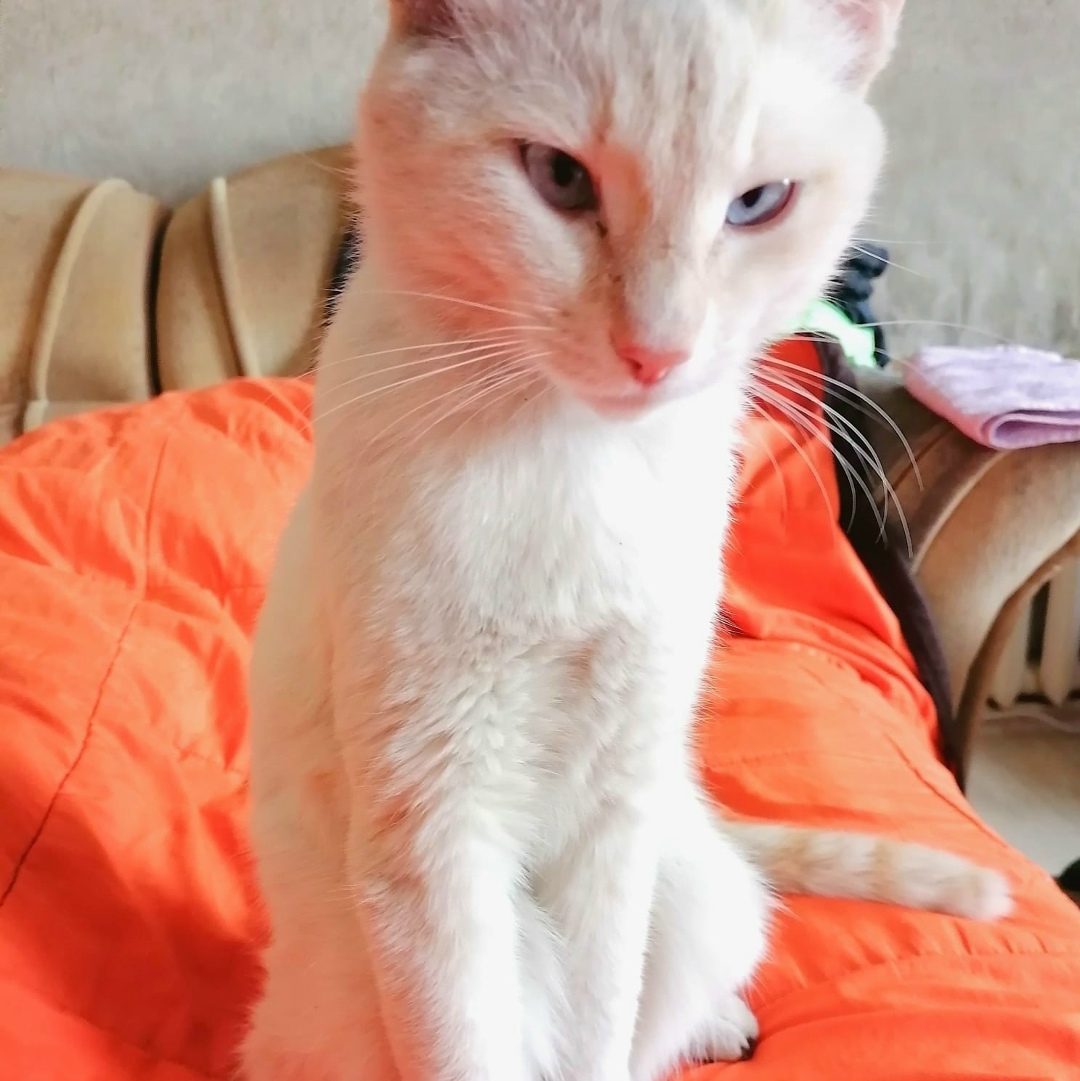 Найдена собака в Красноярске — фото объявления