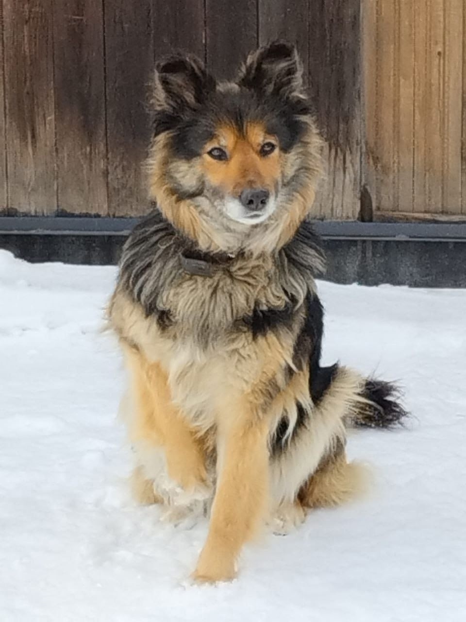 Найдена собака в Красноярске — фото объявления