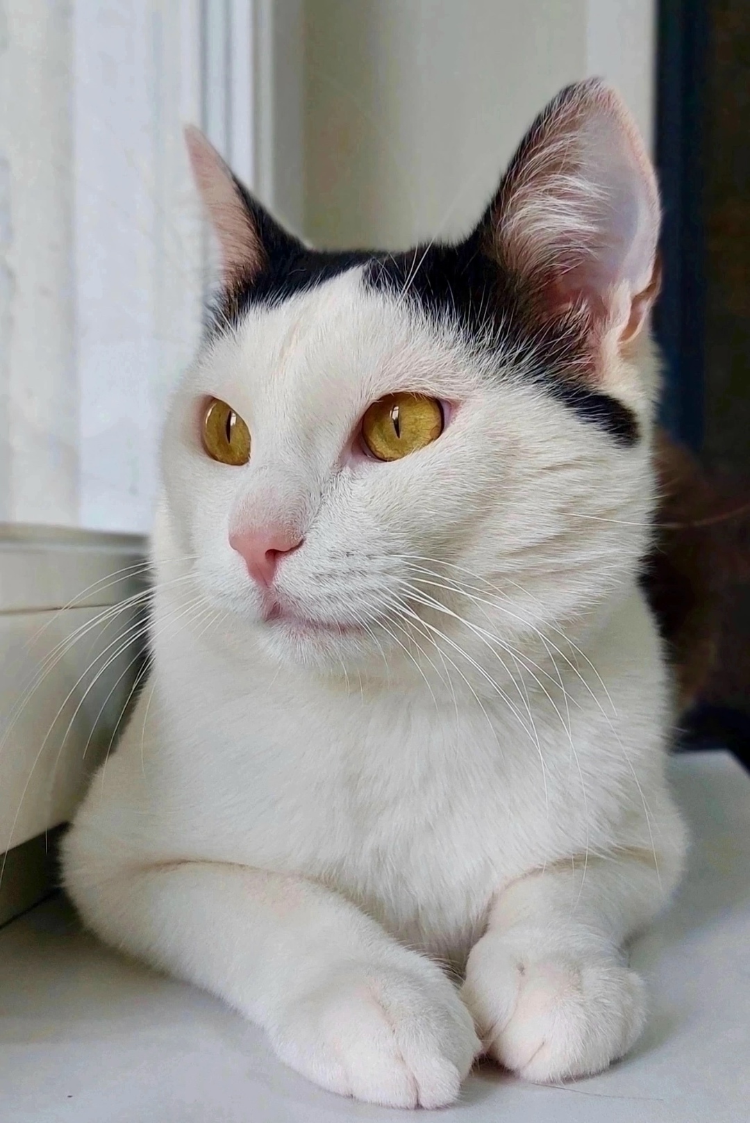 Найдена собака в Красноярске — фото объявления