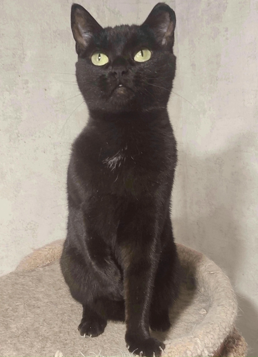 Найдена собака в Красноярске — фото объявления