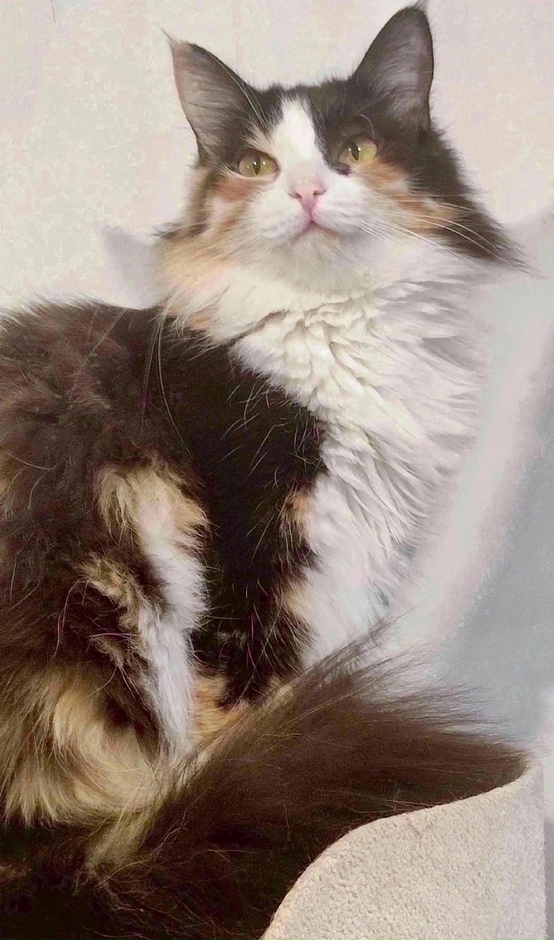 Найдена собака в Красноярске — фото объявления