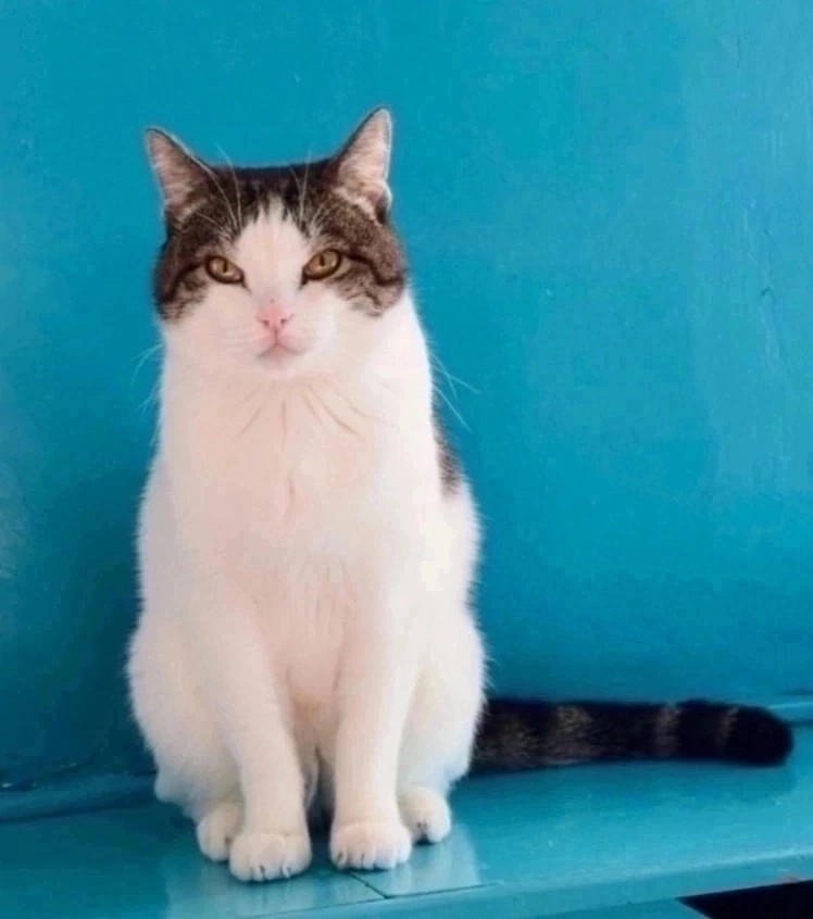 Найдена собака в Красноярске — фото объявления