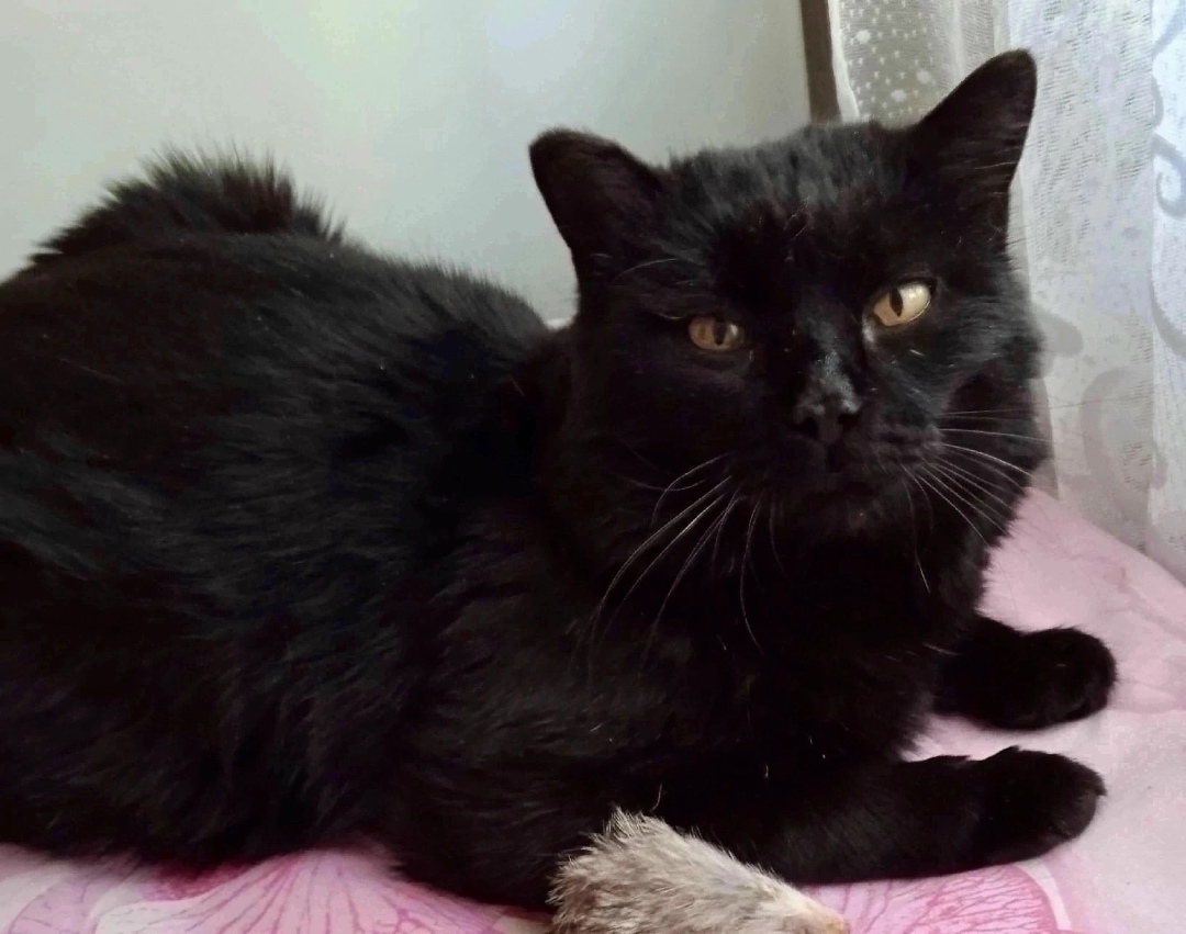 Найдена собака в Красноярске — фото объявления