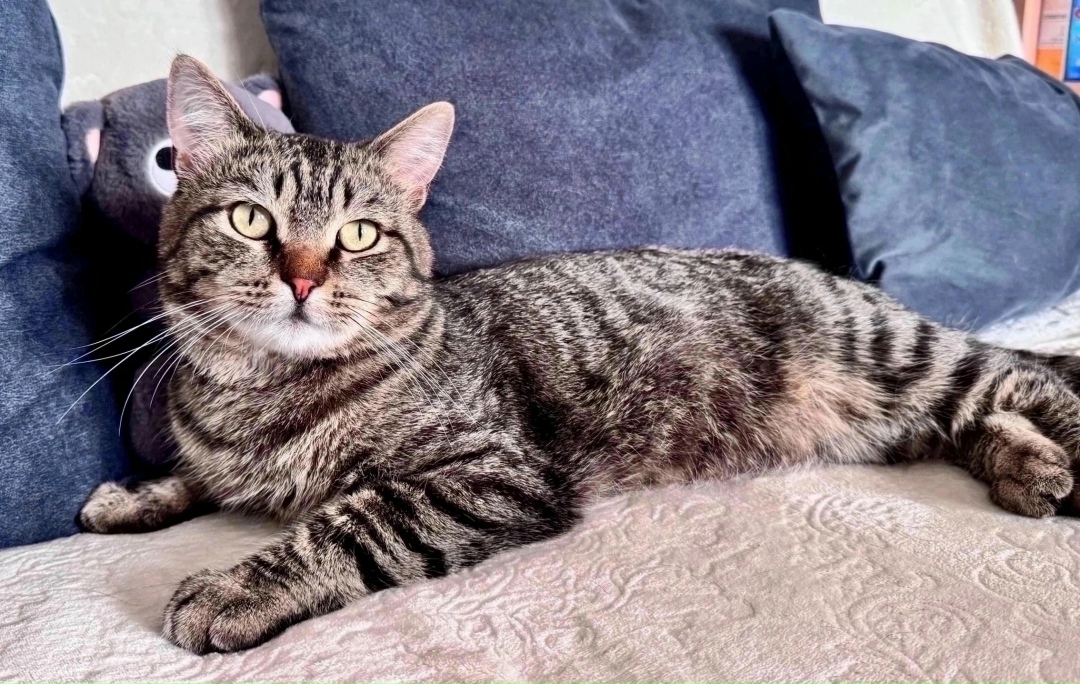 Найдена собака в Красноярске — фото объявления