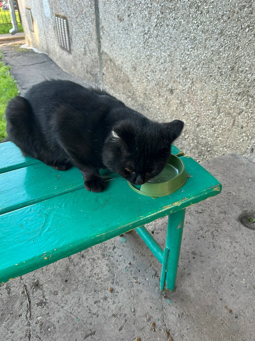 Найдена собака в Красноярске — фото объявления