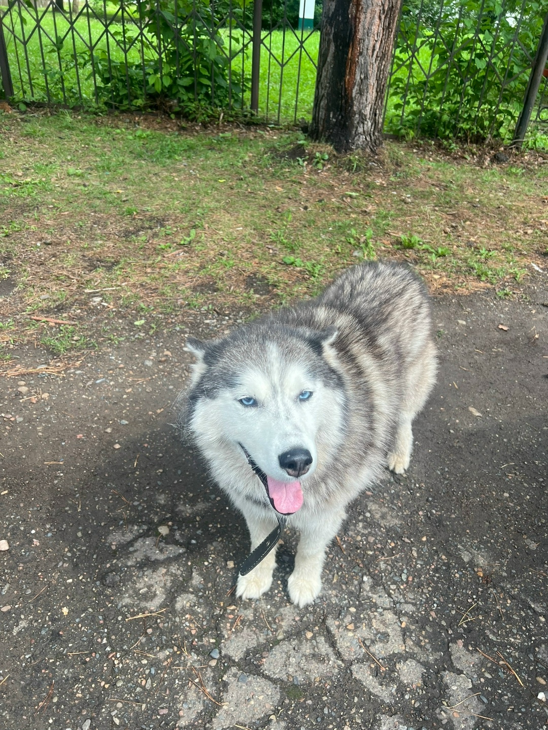 Найдена собака в Красноярске — фото объявления