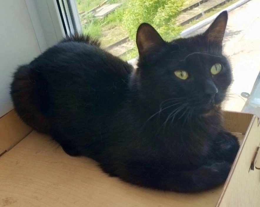 Найдена собака в Красноярске — фото объявления